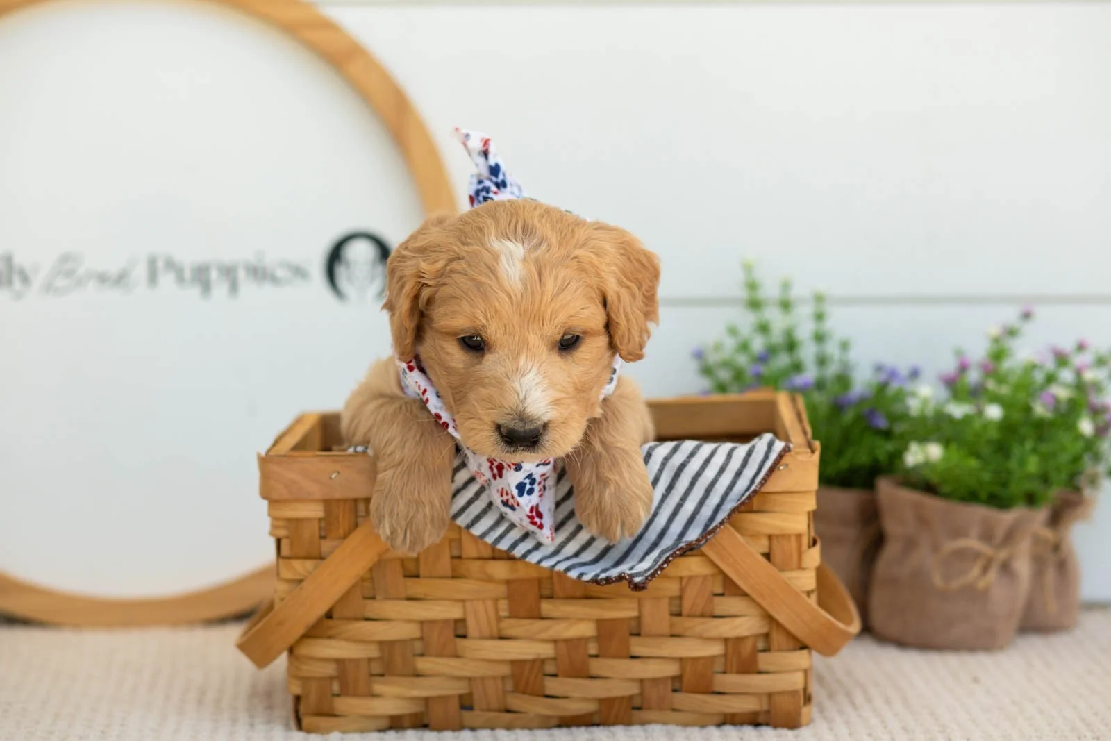 Sonny Goldendoodle for sale(4).jpg