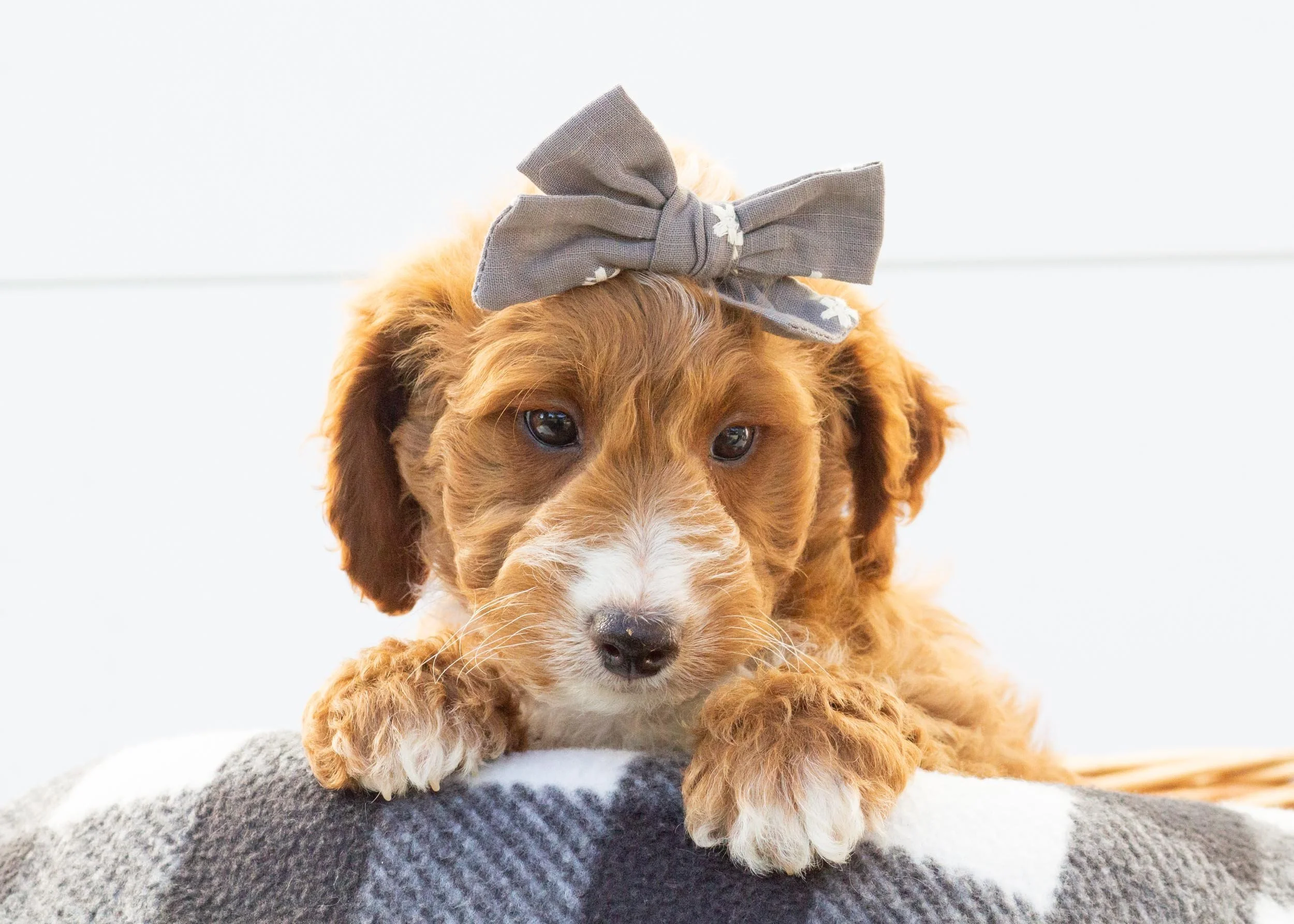 Dior goldendoodle for sale(3).jpg