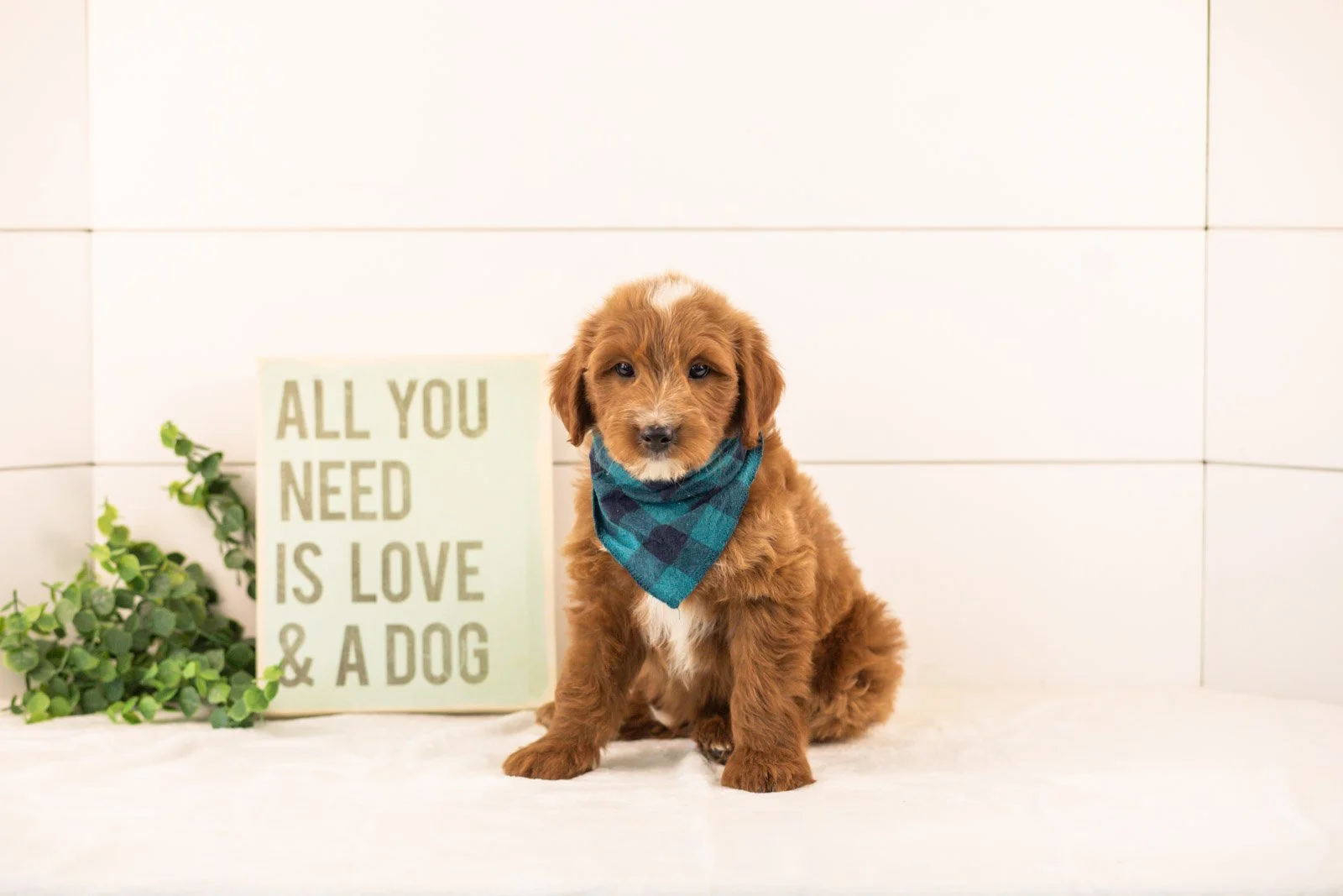 Jolt goldendoodle for sale.jpg