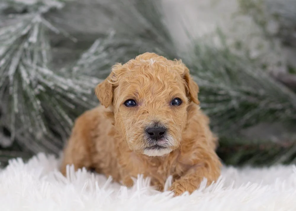 Puffin goldendoodle for sale(1).jpg