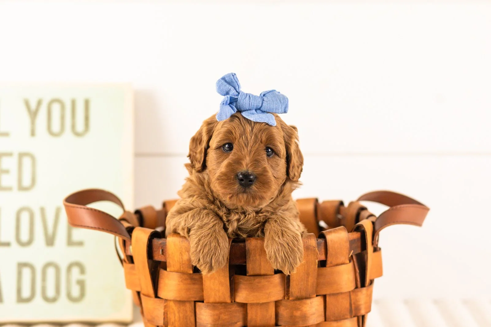 Isabelle goldendoodle for sale(4).jpg