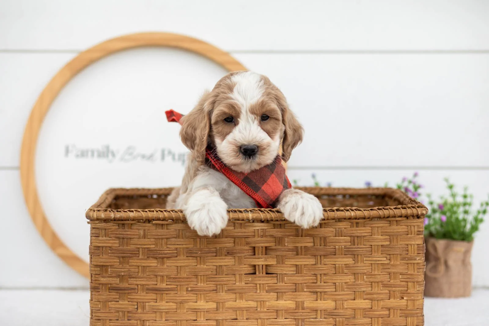Peter goldendoodle for sale(4).jpg