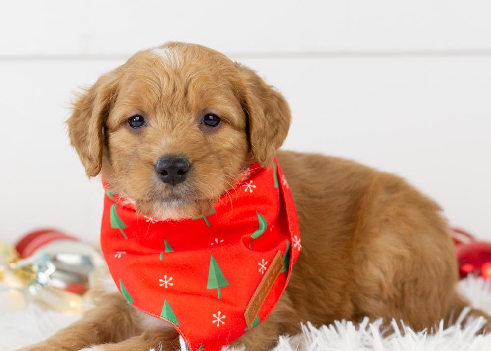Pecan Goldendoodle for sale(3).jpg