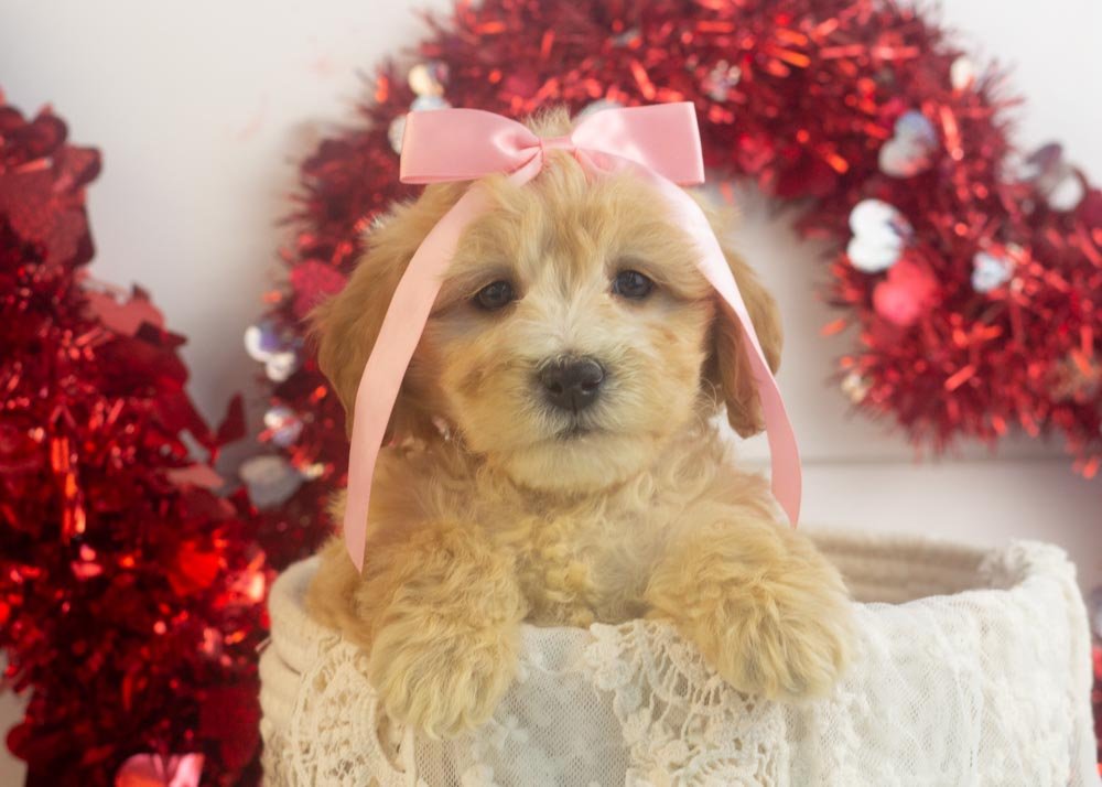 Magnolia goldendoodle for sale(1).jpg