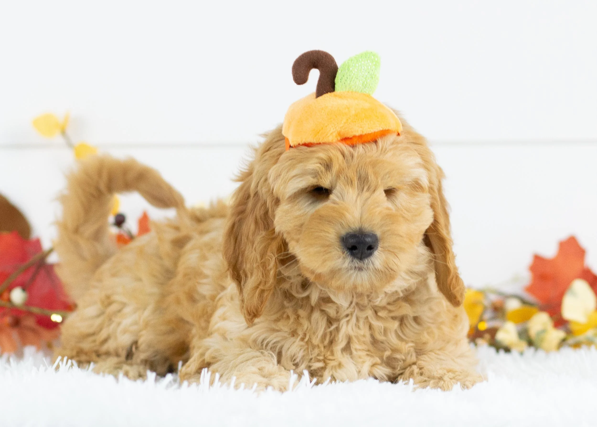 Beauty goldendoodle for sale(3).jpg