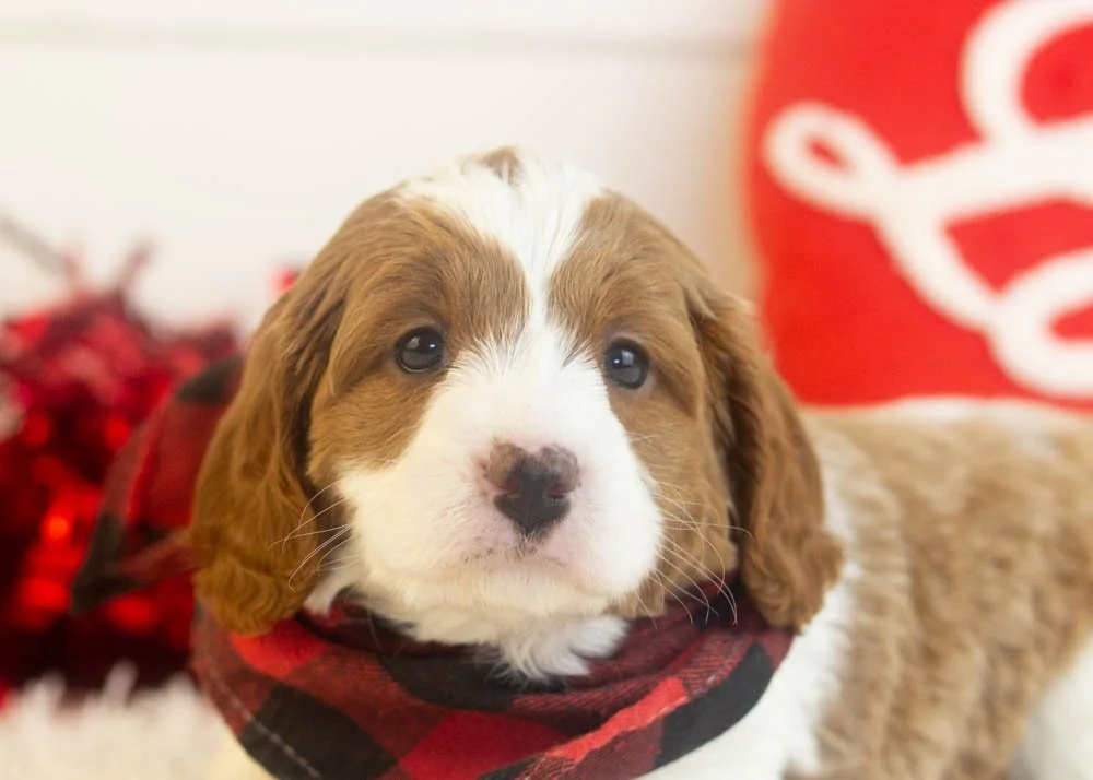 Woody goldendoodle for sale(3).jpg