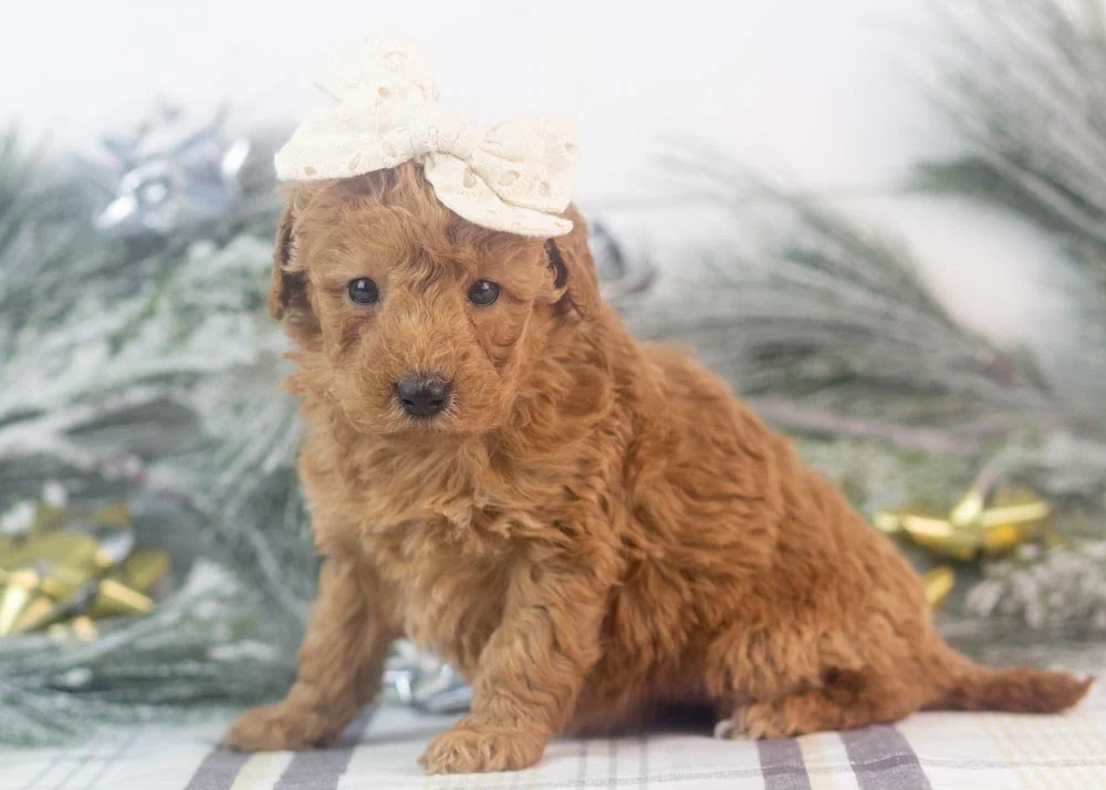 Bingo goldendoodle for sale(3).jpg