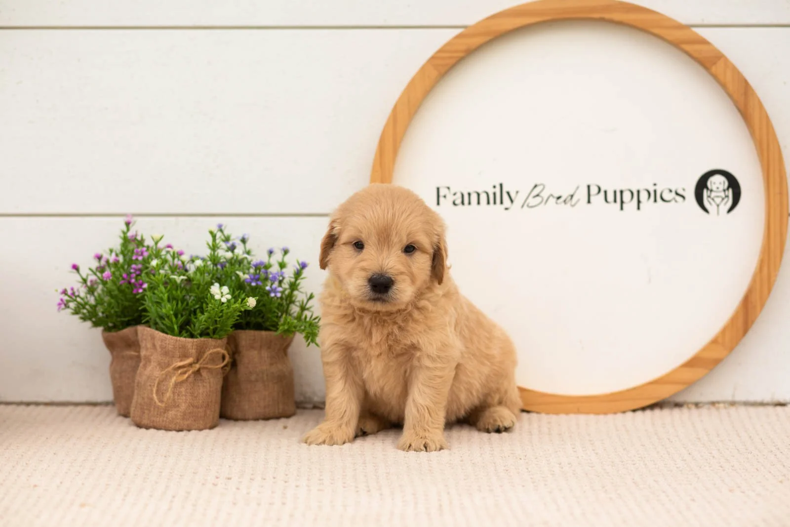 emry goldendoodle for sale(2).jpg