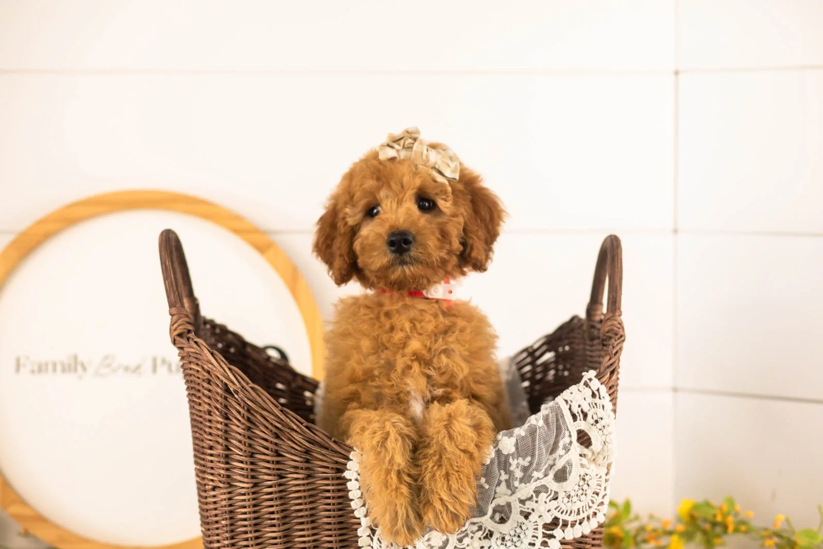 Savannah goldendoodle for sale(2).jpg