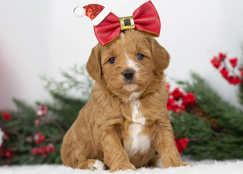 goldendoodle for sale