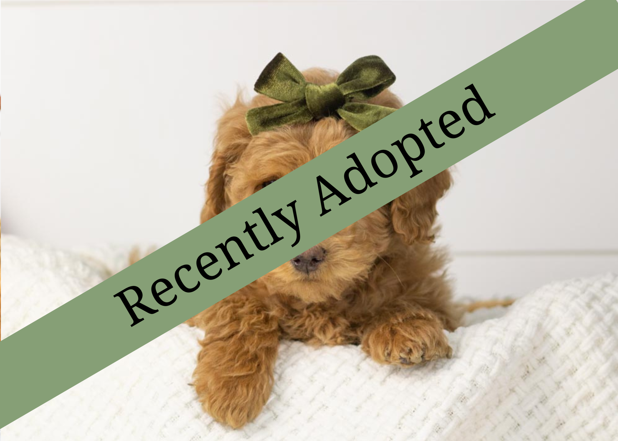 goldendoodle for sale