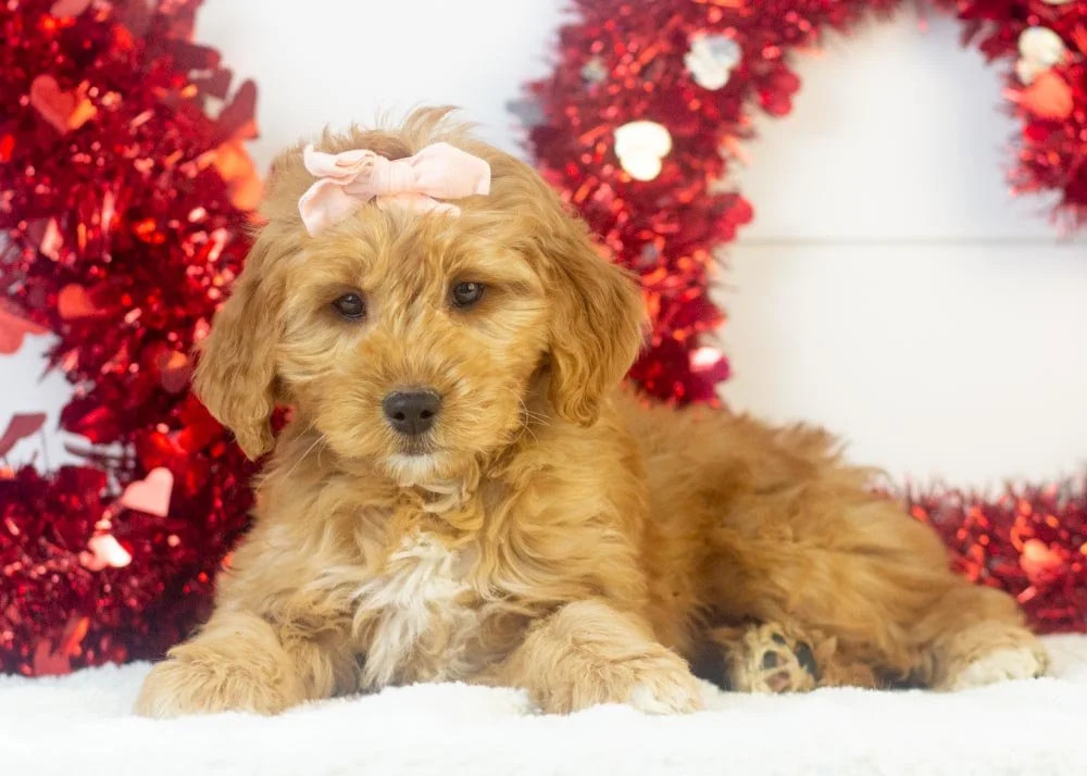 Pistachio goldendoodle for sale.jpg