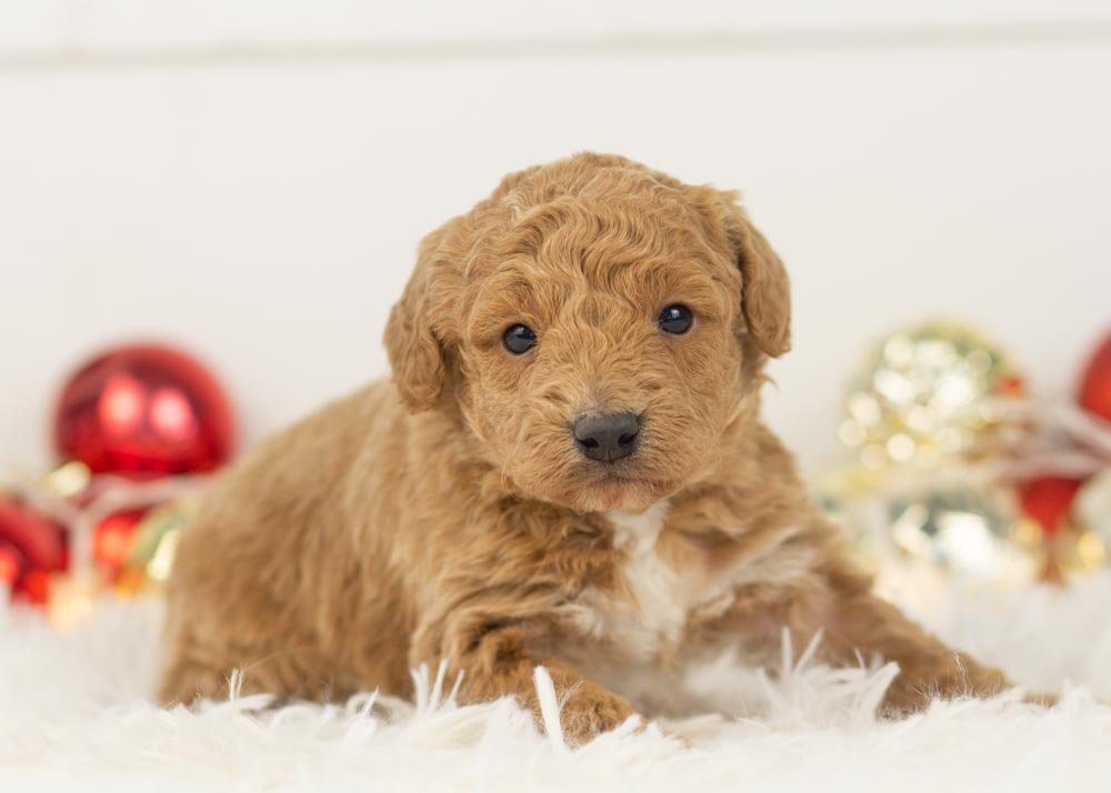 Mort goldendoodle for sale(3).jpg