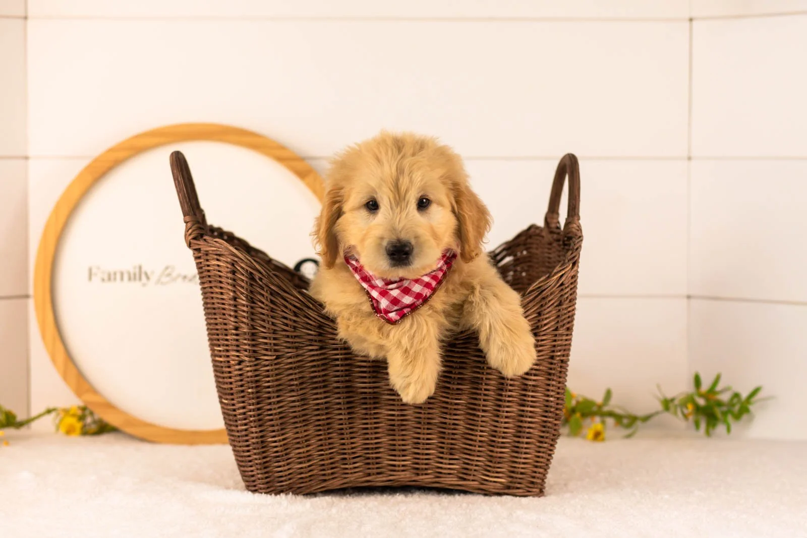 Emery goldendoodle for sale(3).jpg
