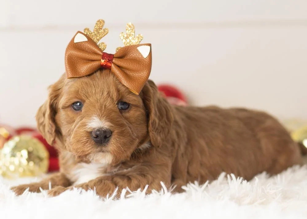 Anna goldendoodle for sale(2).jpg