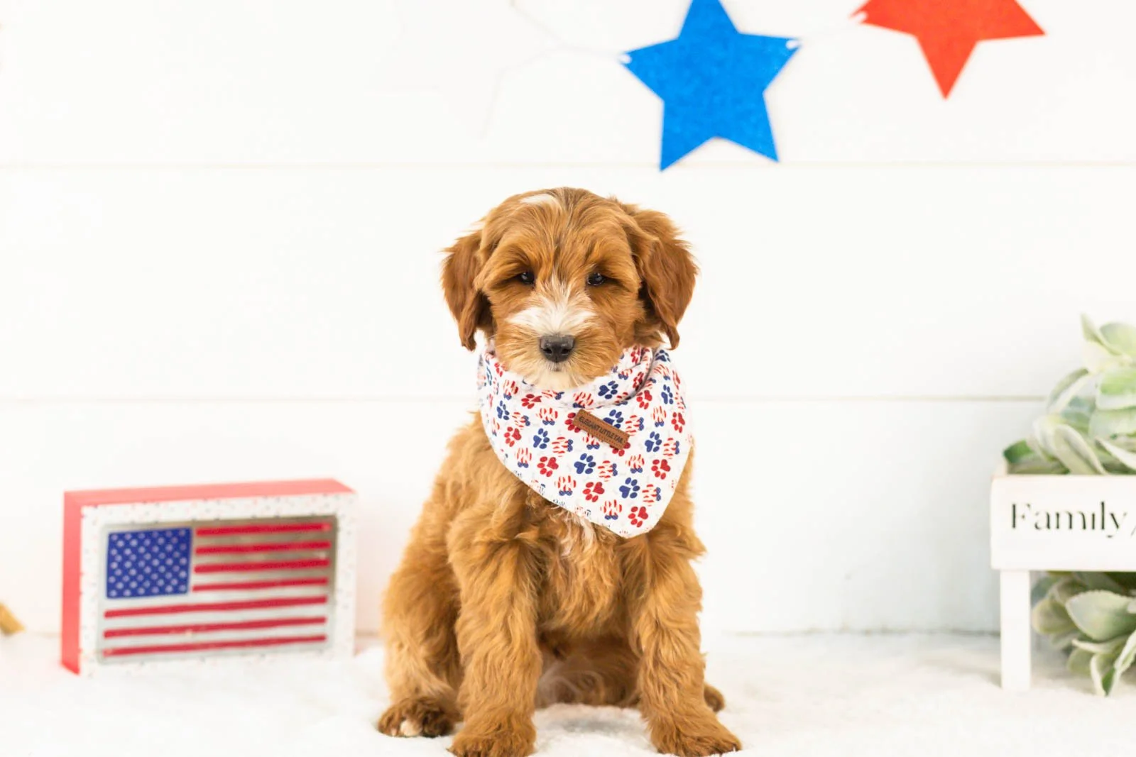 Fido goldendoodle for sale(2).jpg