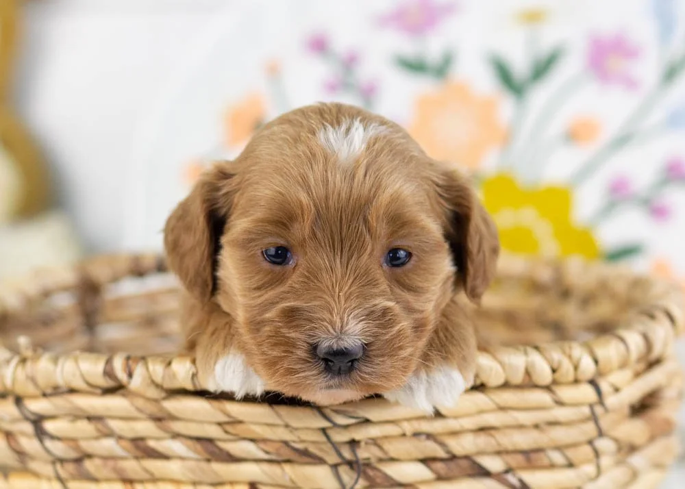 prada goldendoodle for sale(1).jpg