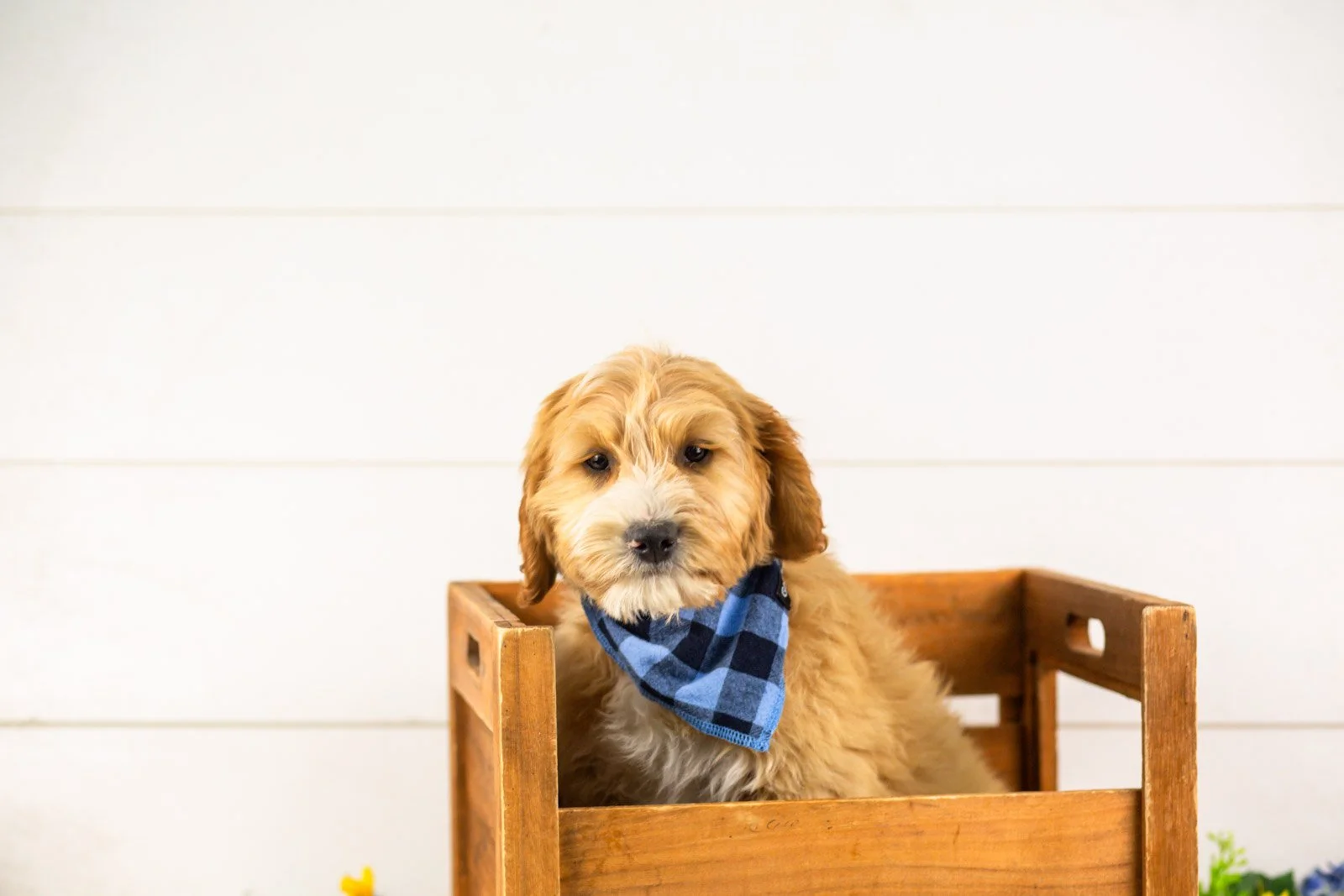 paul goldendoodle for sale(1).jpg