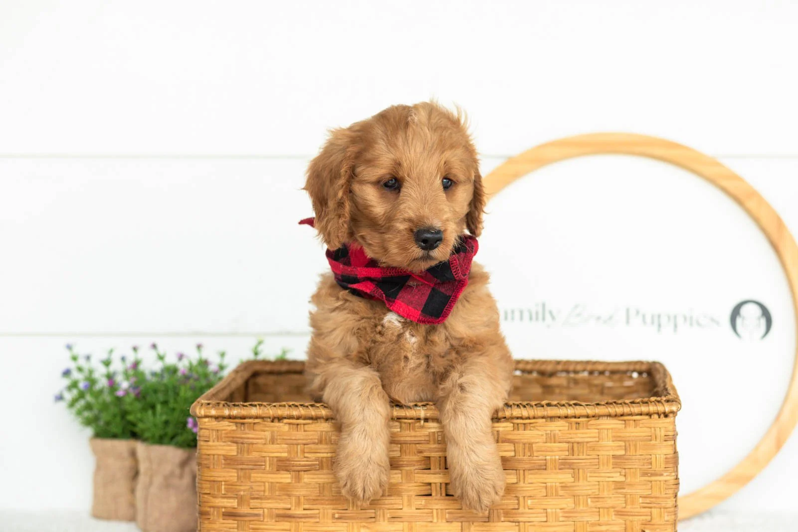 Phil goldendoodle for sale(4).jpg