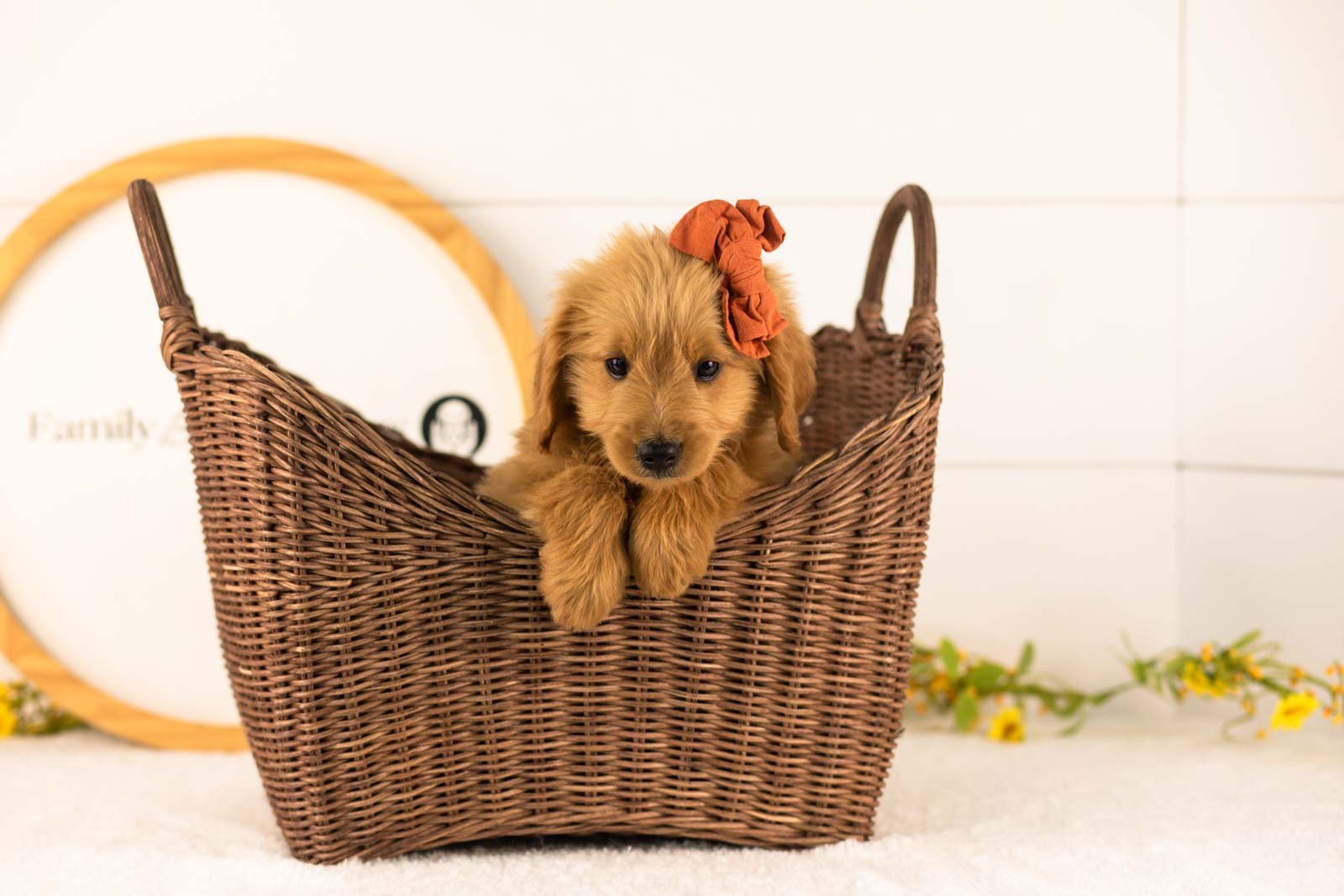 Ellie goldendoodle for sale(4).jpg