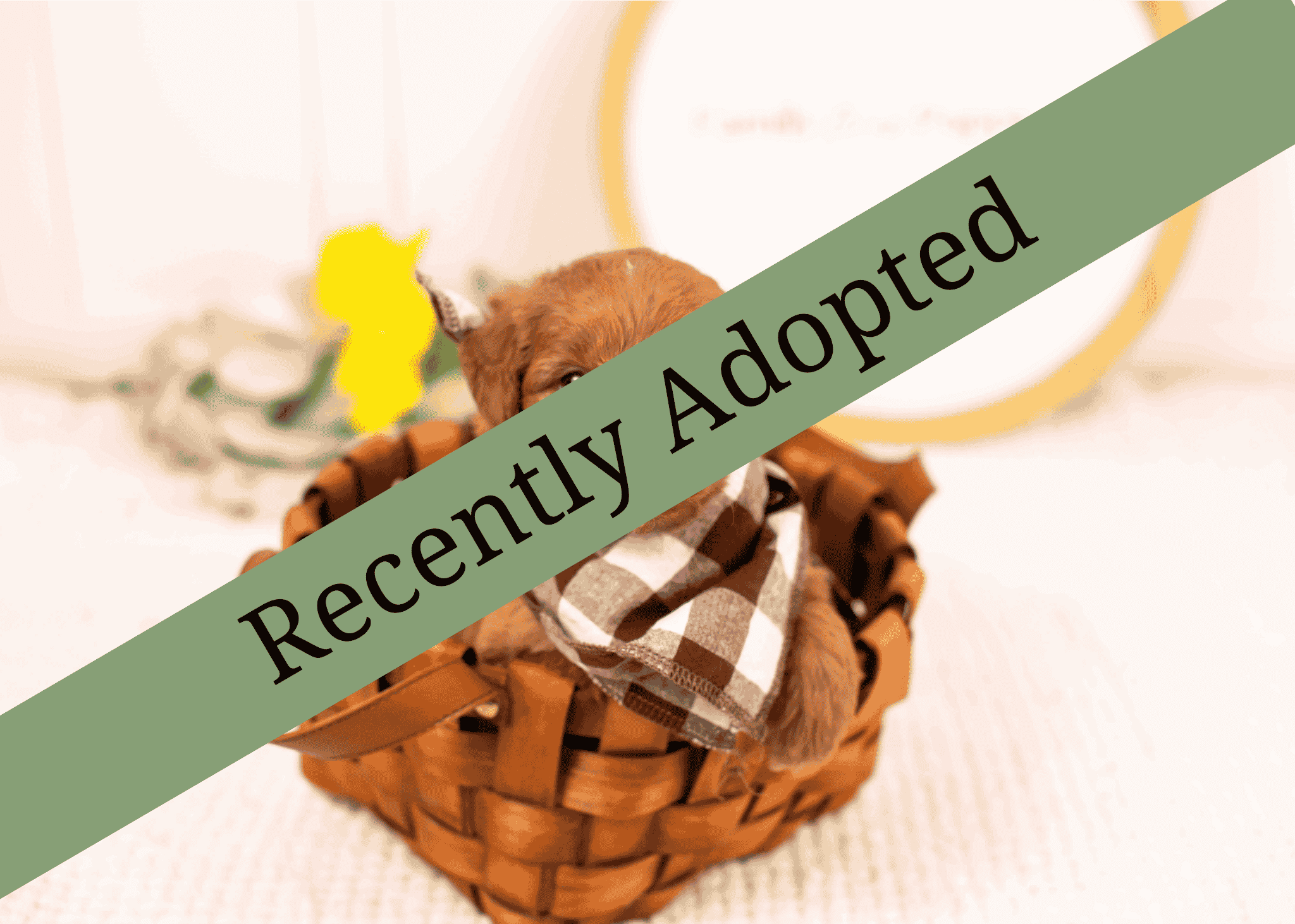 goldendoodle for sale