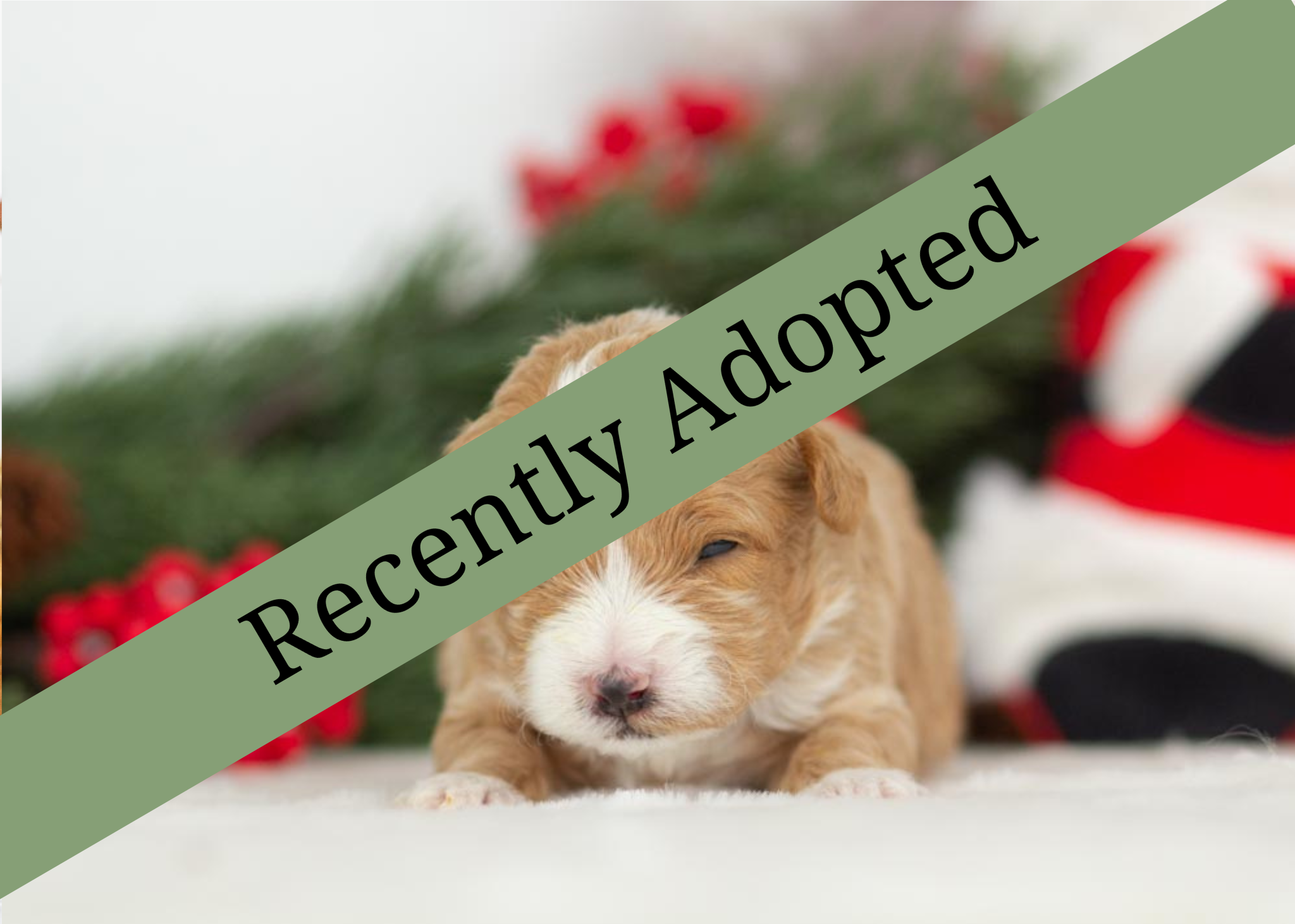 goldendoodle for sale