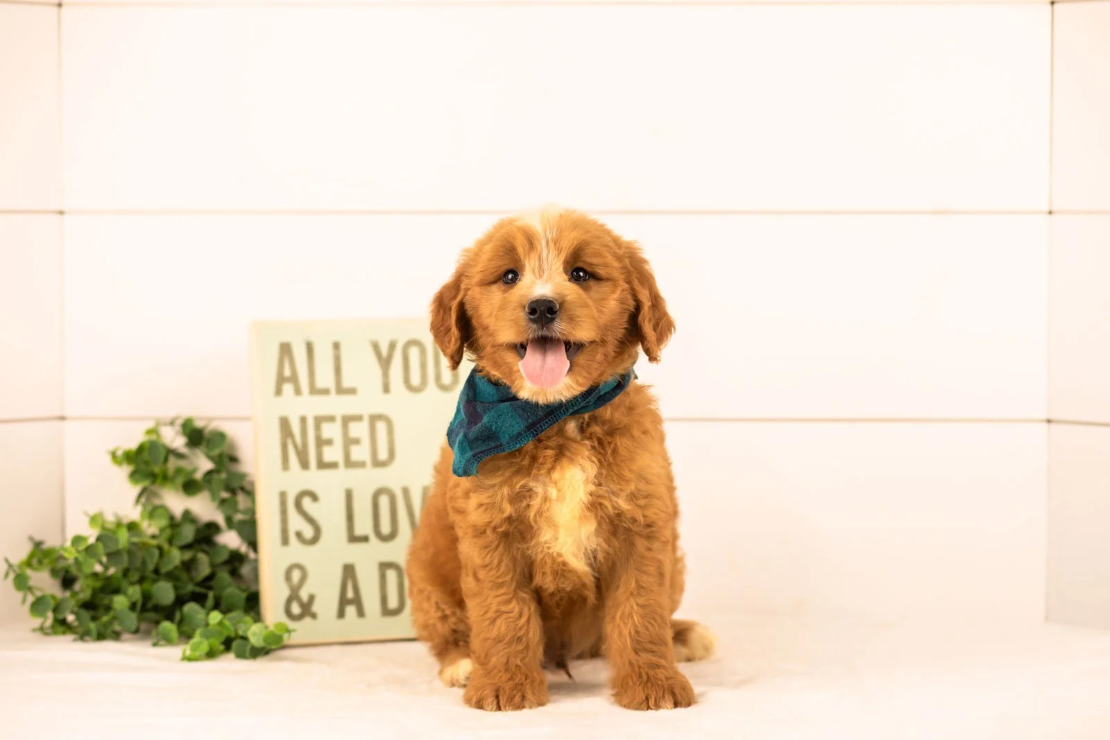 oakley goldendoodle for sale(2).jpg