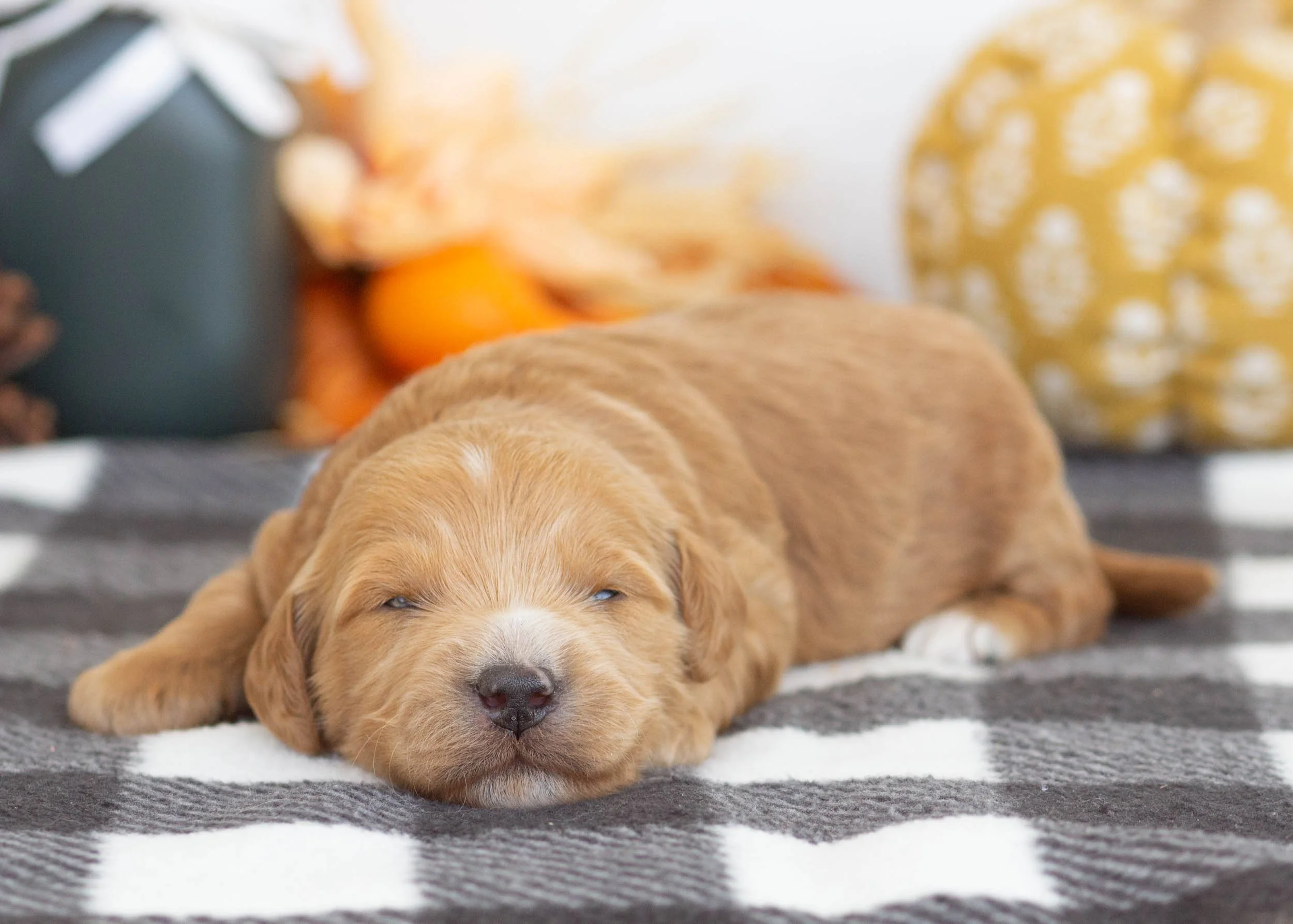 Lucas goldendoodle for sale.jpg