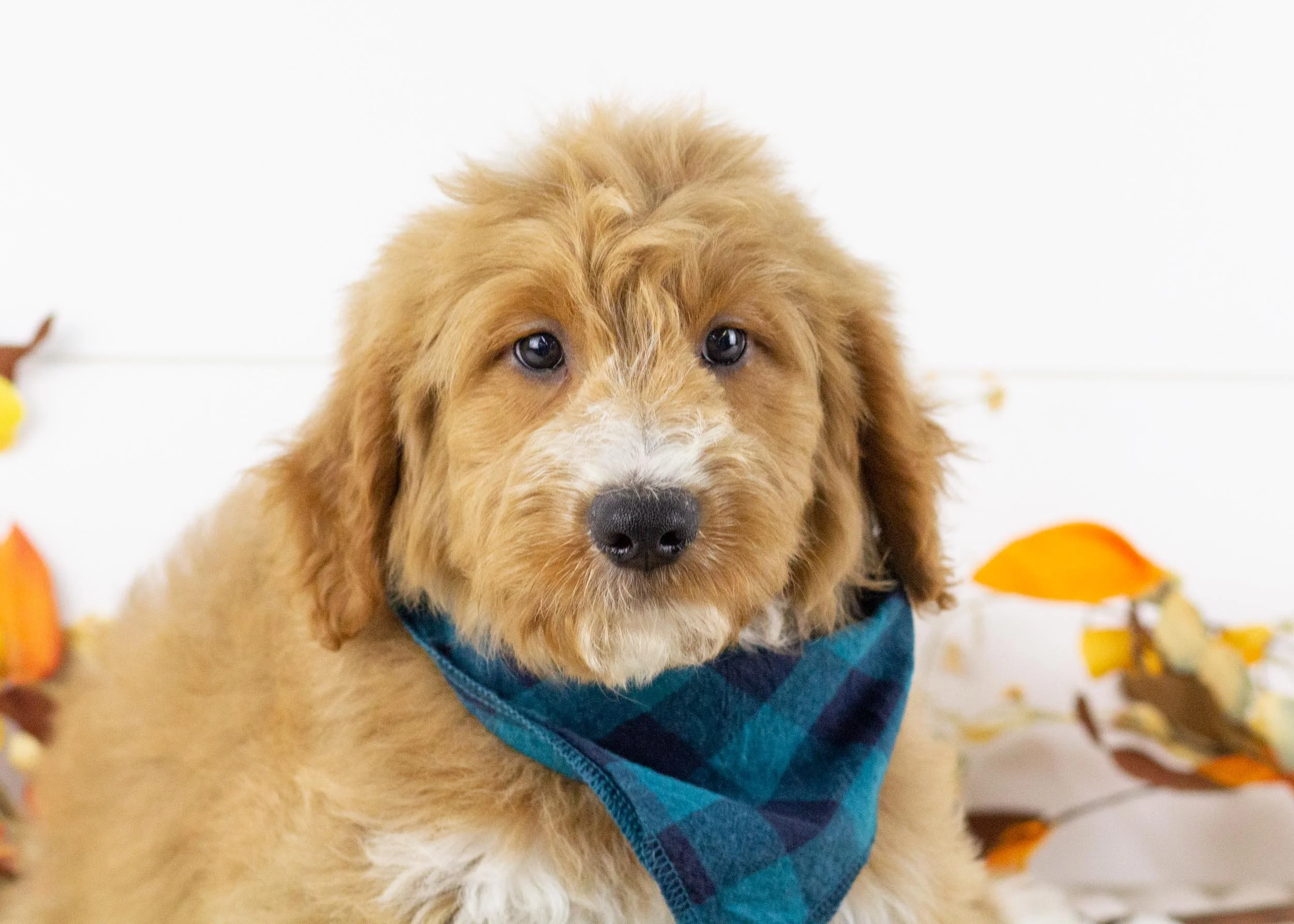 Lark goldendoodle for sale(1).jpg