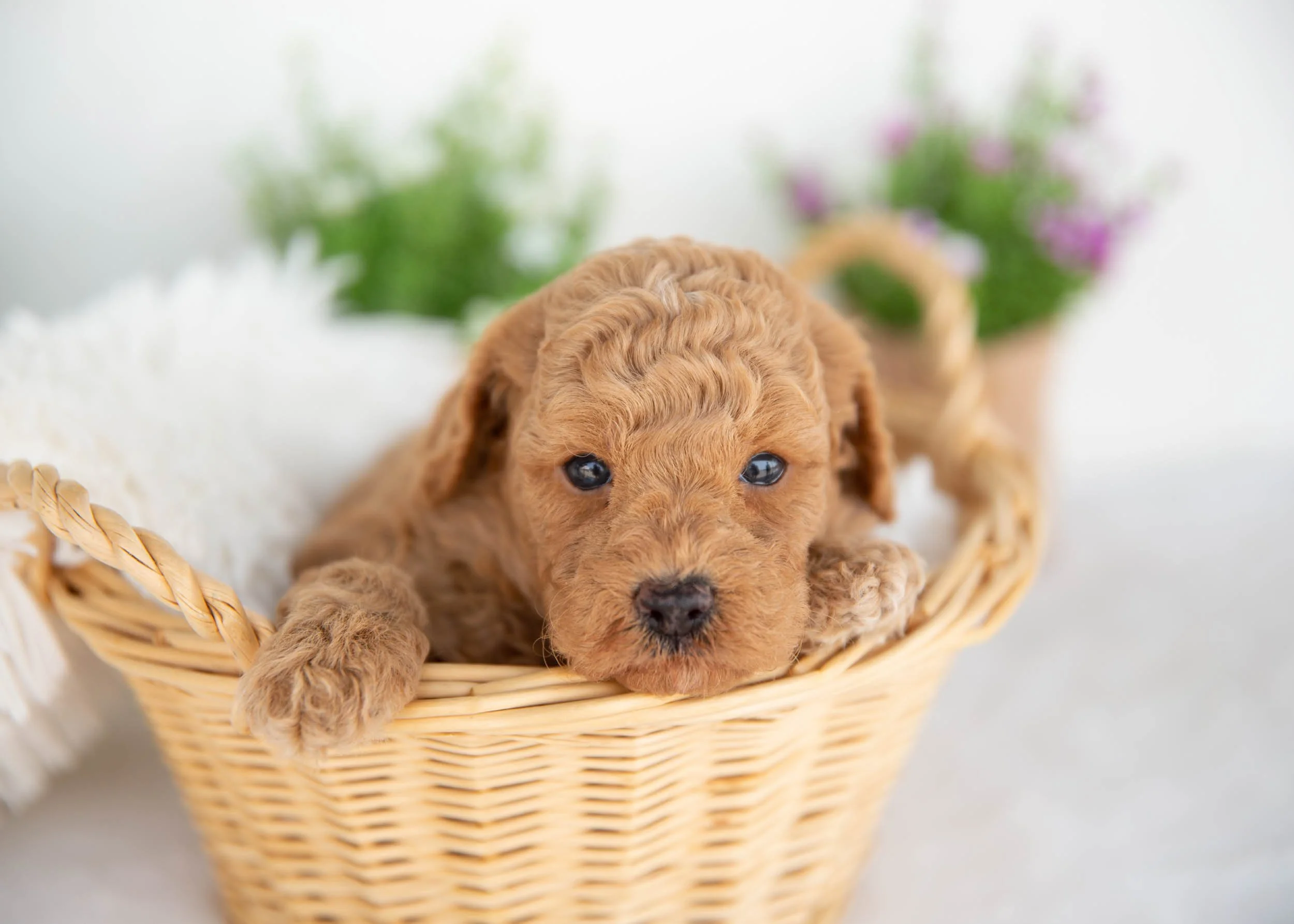 Milo goldendoodle for sale(1).jpg