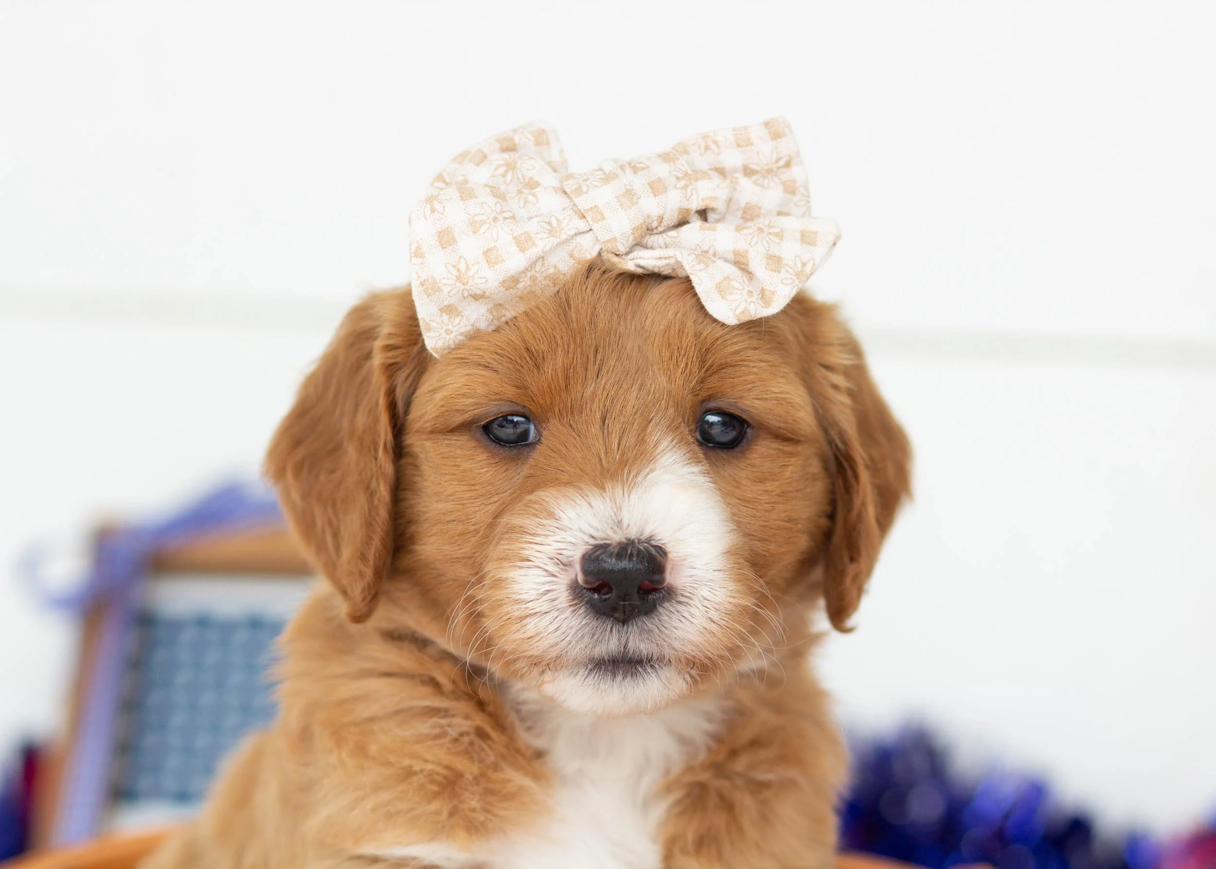 Celeste Goldendoodle For sale(2).jpg