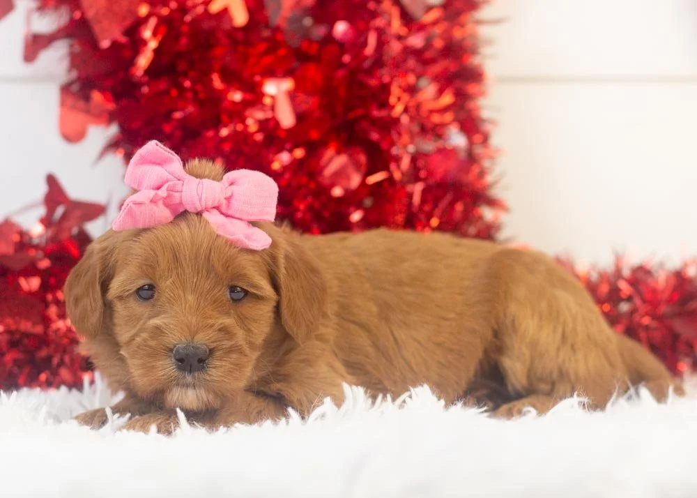 goldendoodle for sale