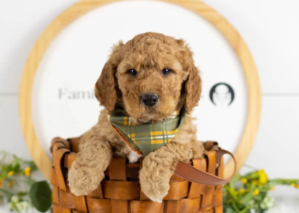 Drift goldendoodle for sale(1).jpg