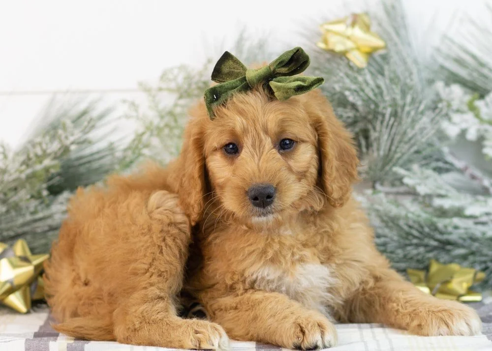 Peanut goldendoodle for sale.jpg