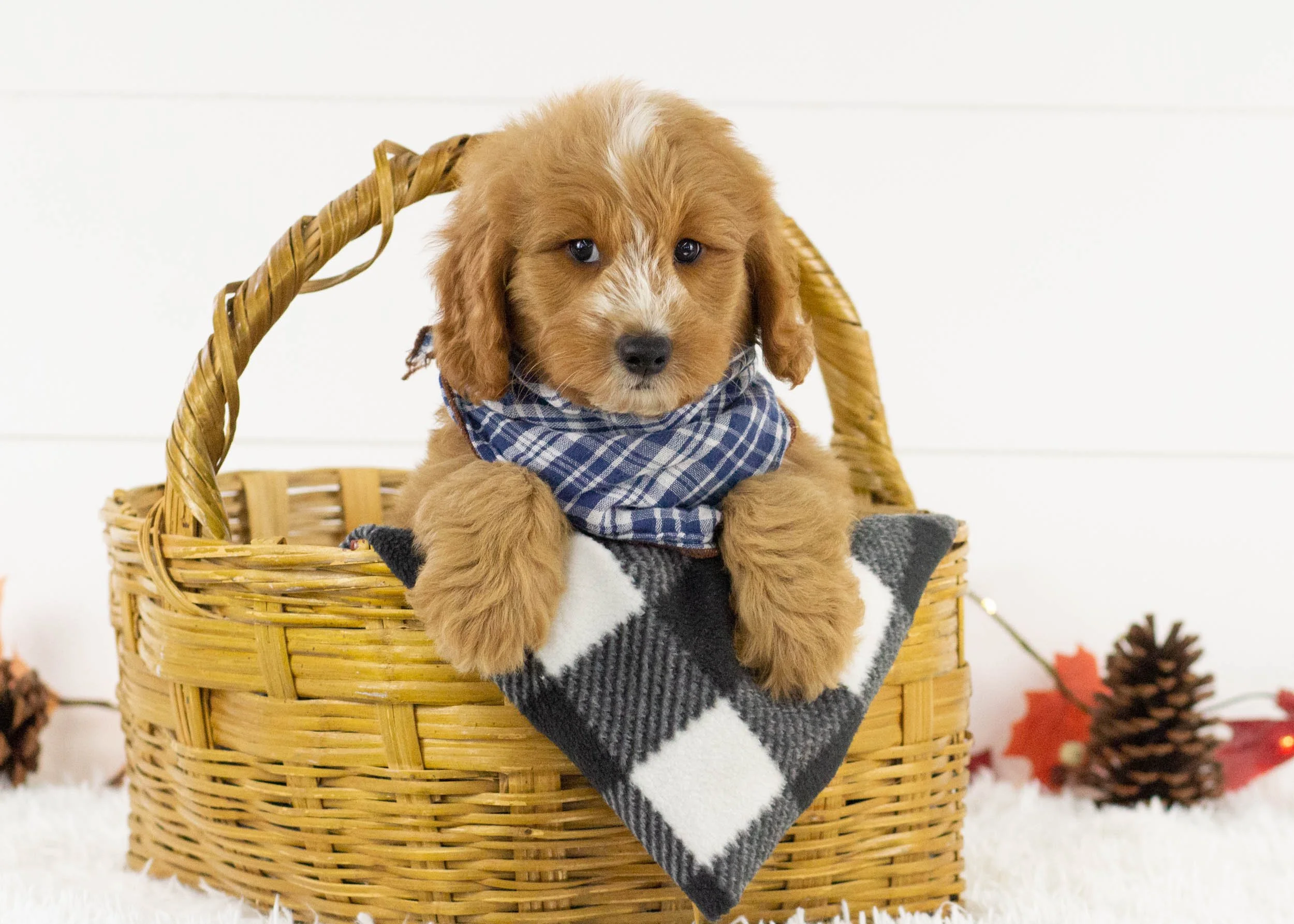 Falcon goldendoodle for sale(3).jpg