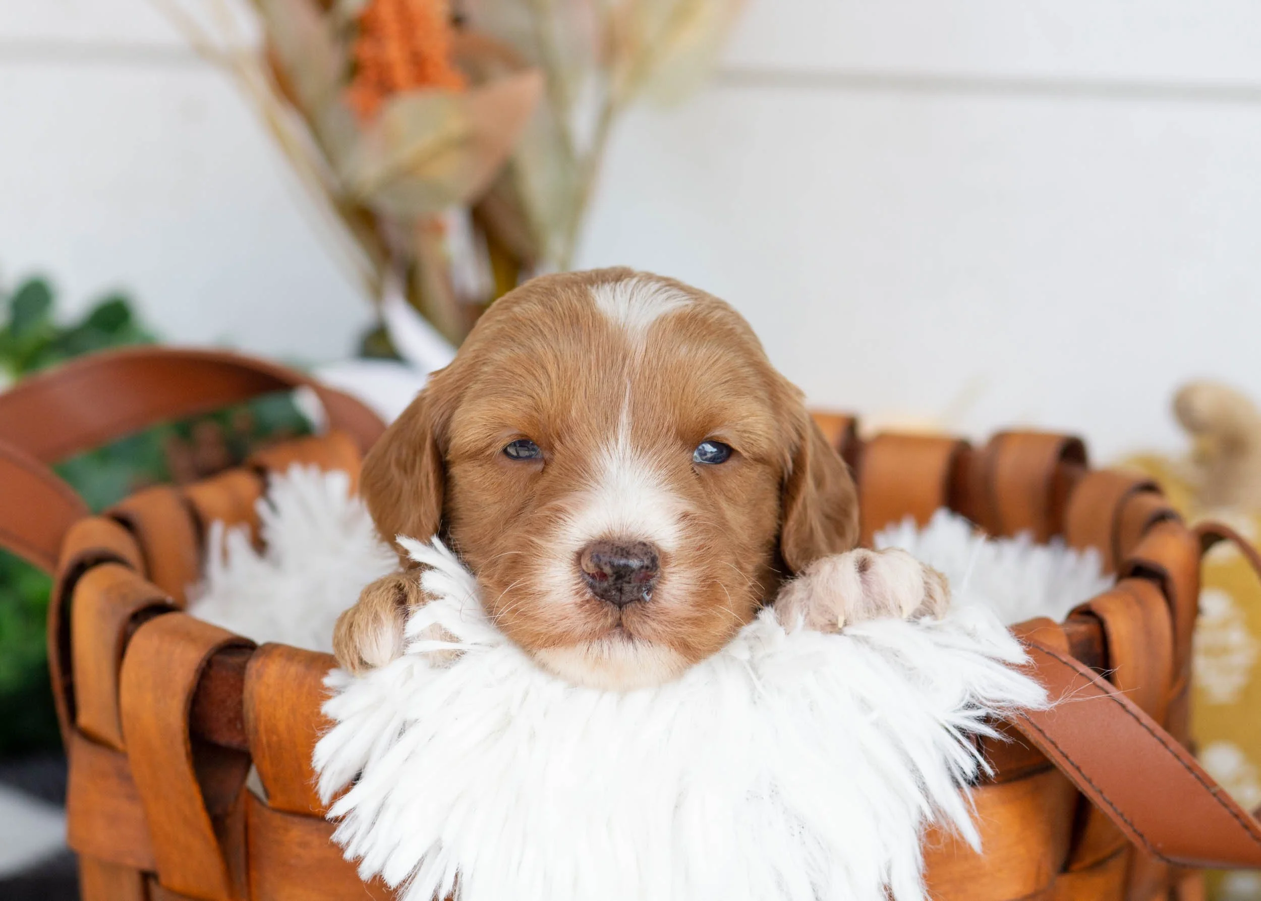 goldendoodle for sale(2).jpg