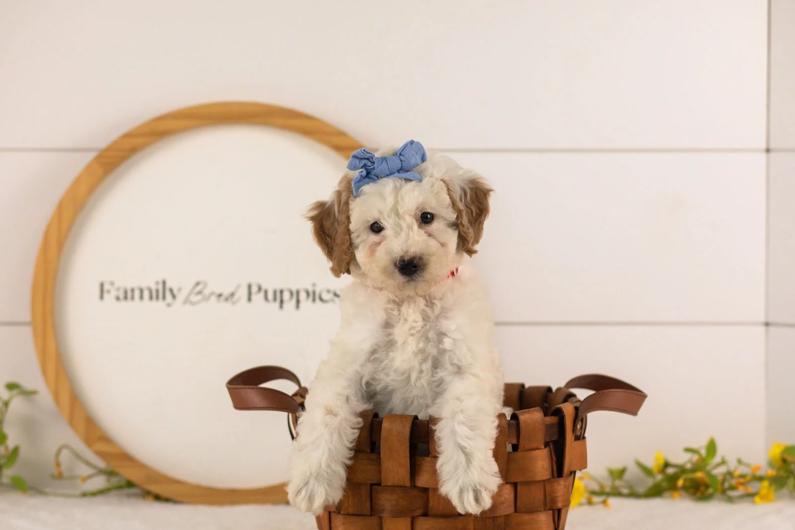 Marcia goldendoodle for sale(4).jpg