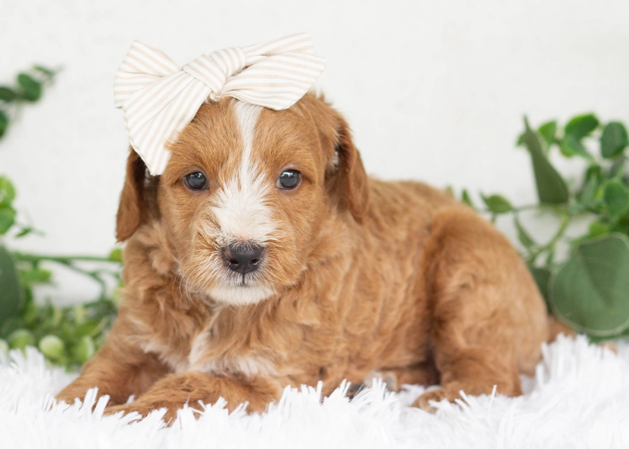 sorbet goldendoodle for sale(1).jpg