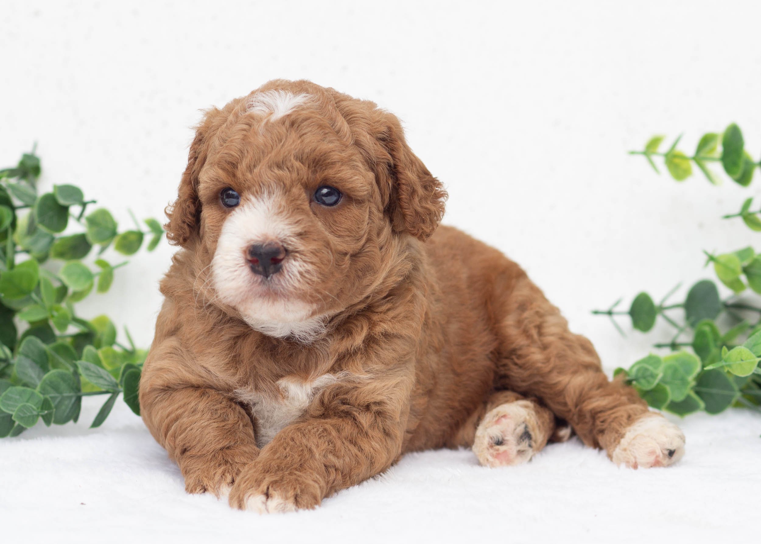 Lenny Goldendoodle For Sale.jpg