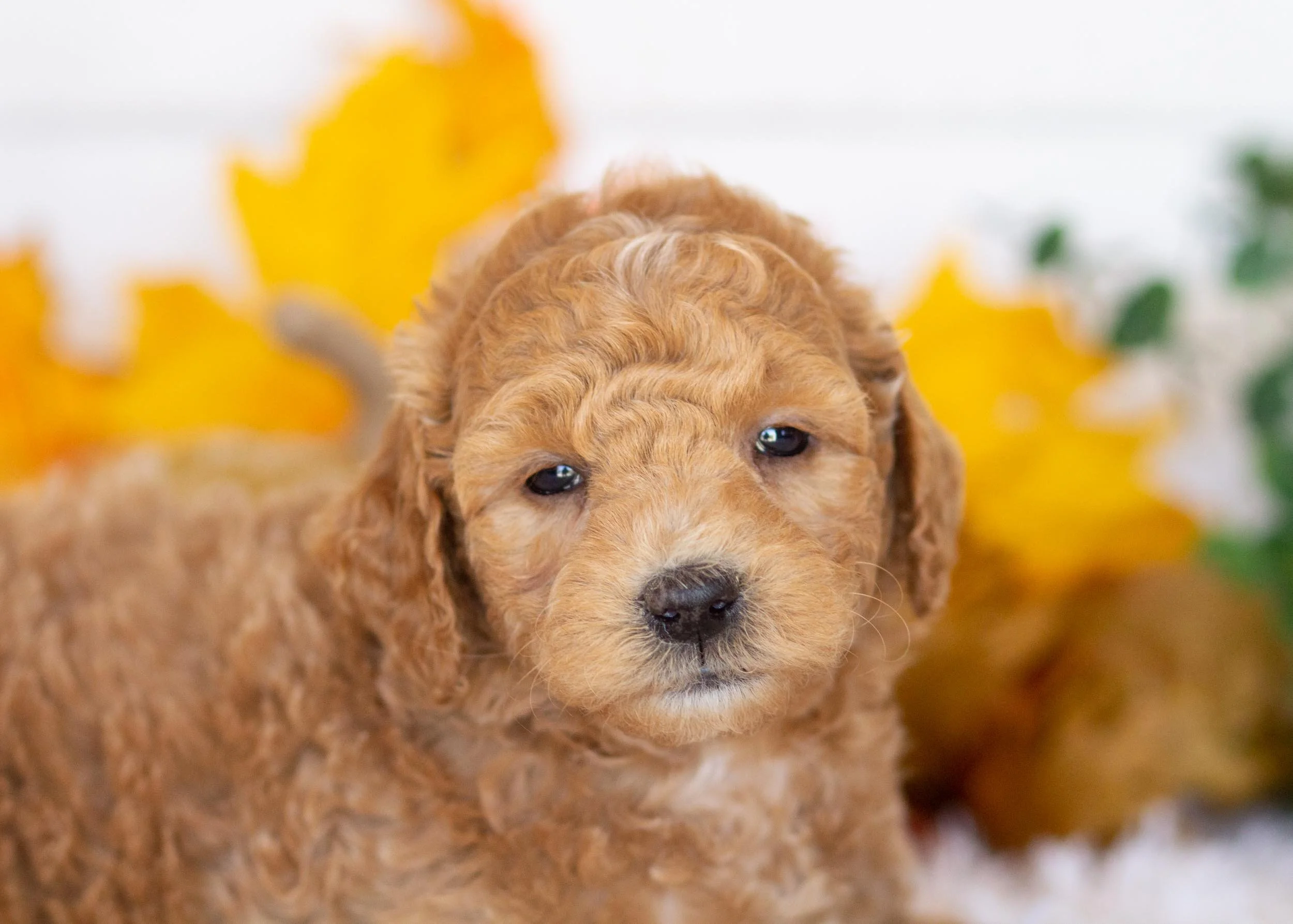 Camper goldendoodle for sale(1).jpg