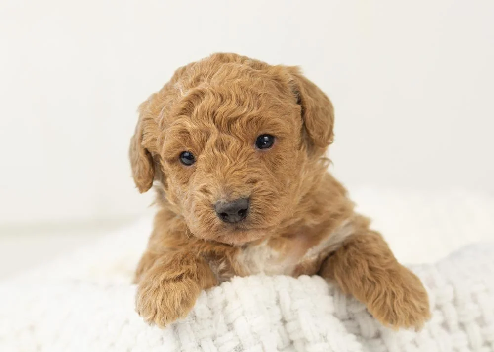 Mort goldendoodle for sale.jpg