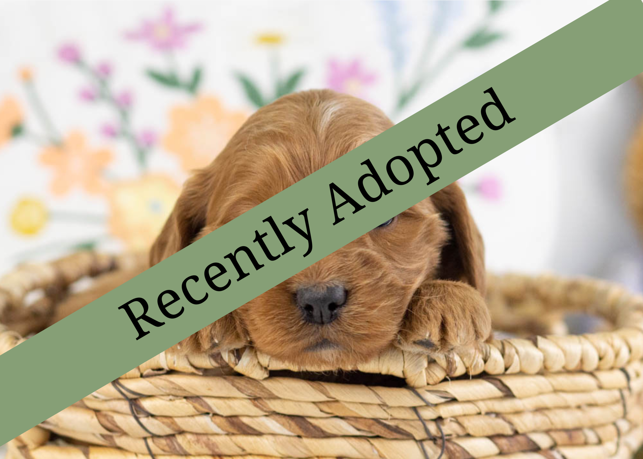 goldendoodle for sale