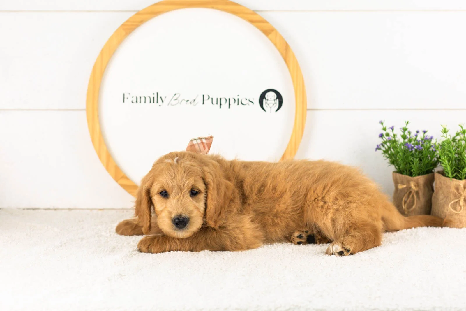 Putzie goldendoodle for sale(1).jpg