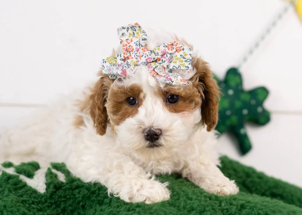 goldendoodle for sale