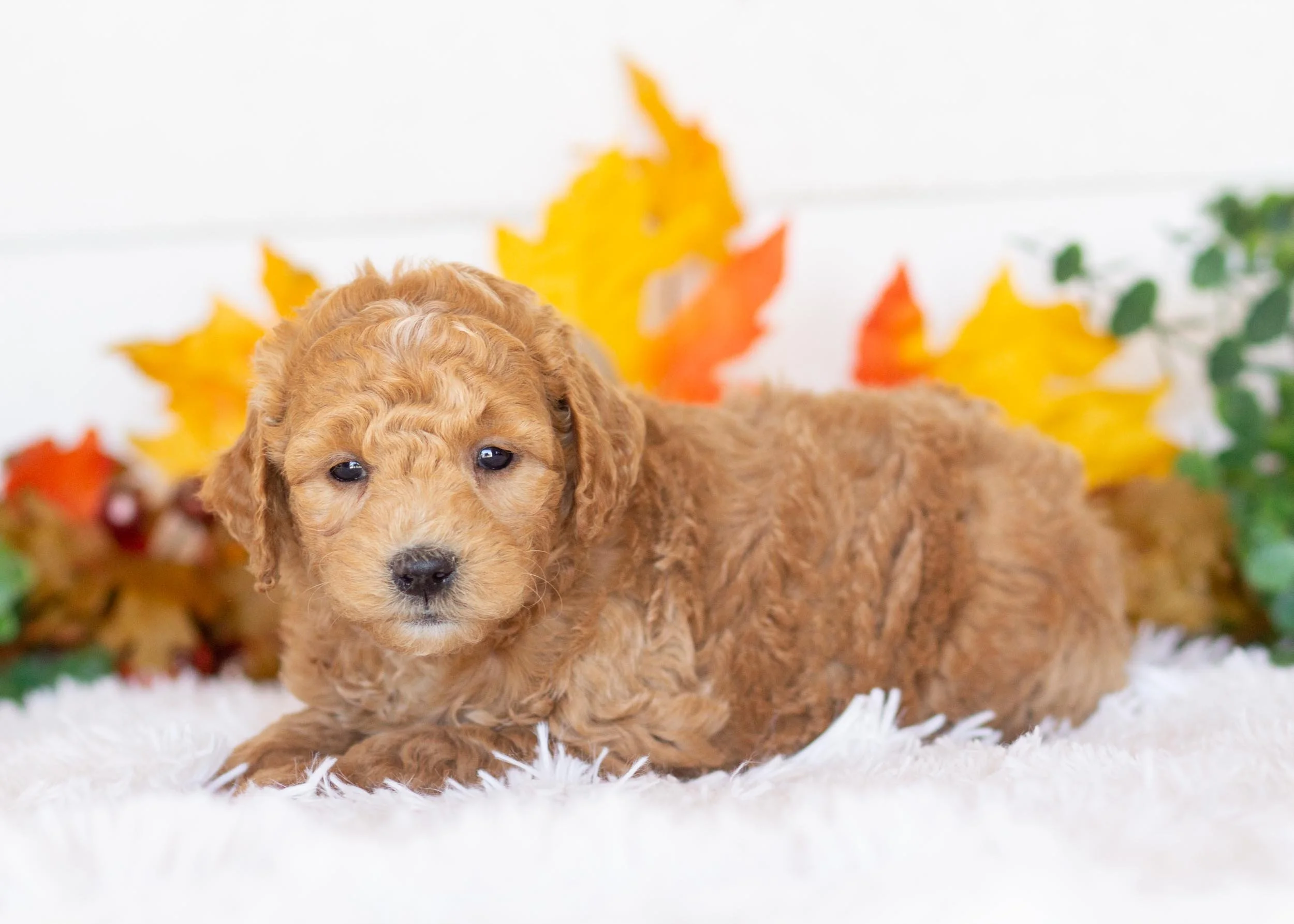 Camper goldendoodle for sale.jpg