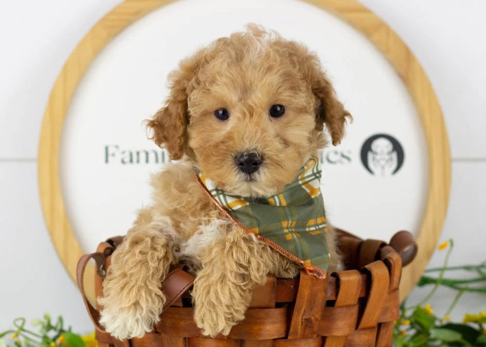 Everest goldendoodle for sale(1).jpg