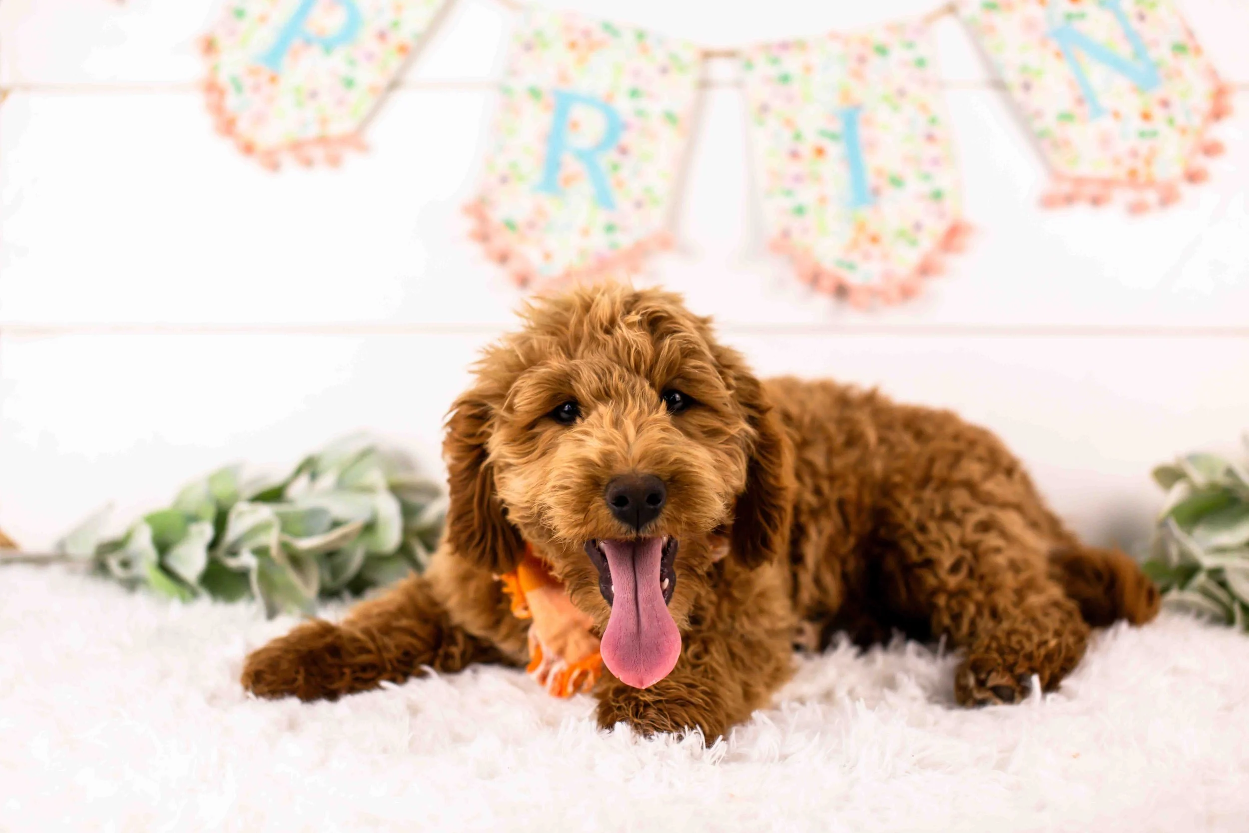 Boone goldendoodle for sale(2).jpg