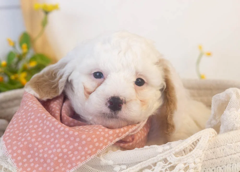 bentley goldendoodle for sale.jpg