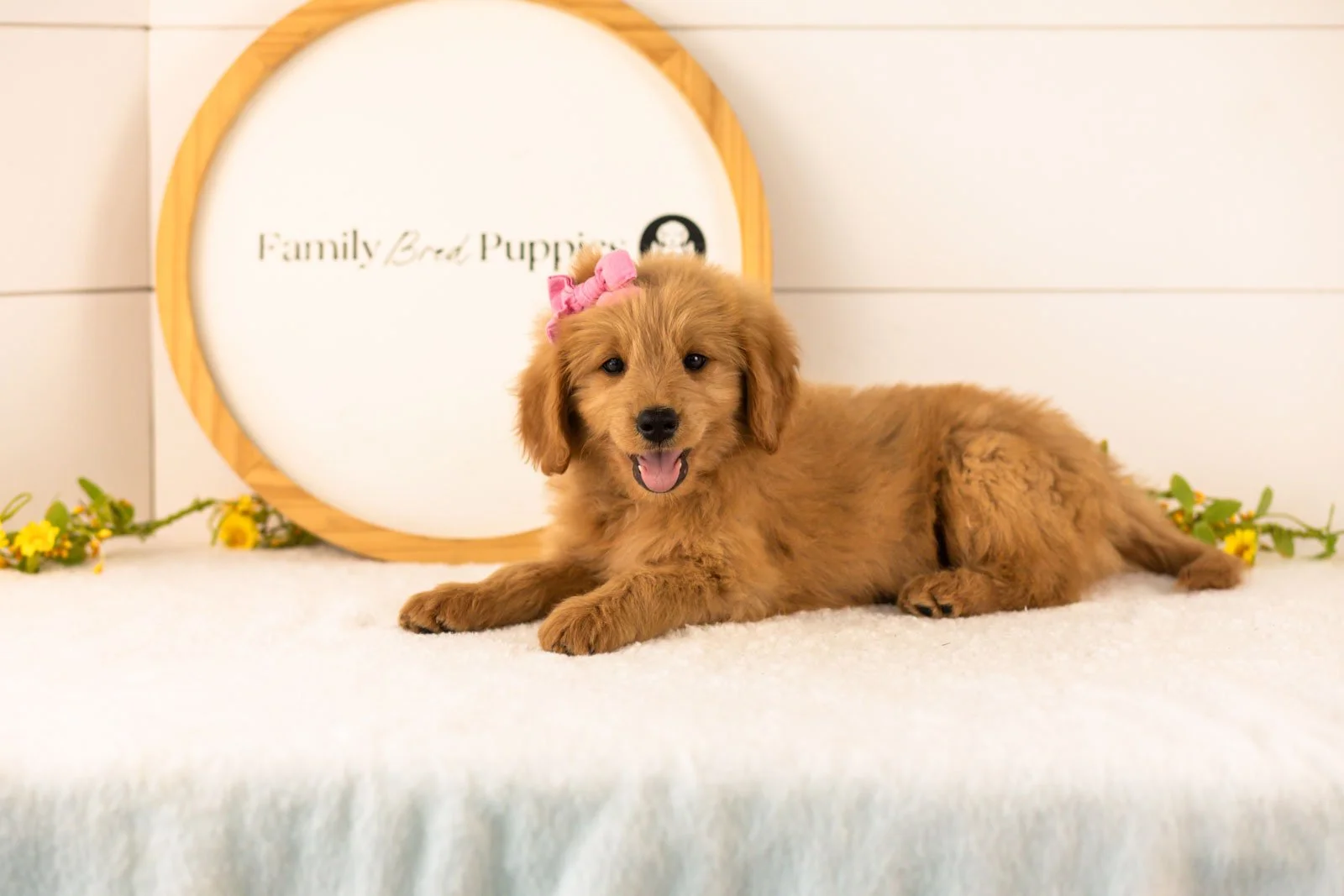 Esme goldendoodle for sale.jpg