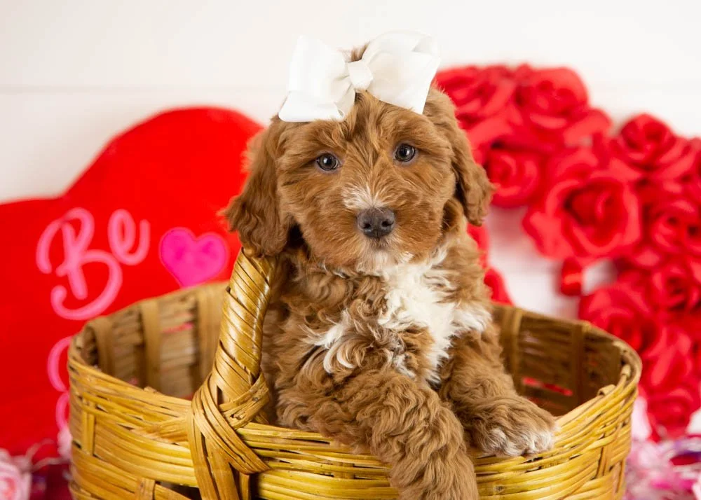 anna goldendoodle for sale(1).jpg